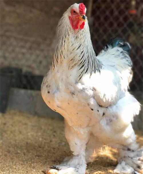 Gà khổng lồ 35 triệu/cặp: Cơn sốt hàng hiếm, dân chơi săn lùng