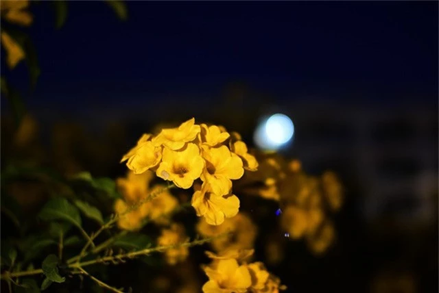  Hoa có màu vàng tươi, hình chuông trong rất sặc sỡ, mỗi khi cây ra hoa thường lá sẽ rụng dần đi, để lại trên cây toàn là hoa vàng, nhìn xa trông rất bắt mắt. 