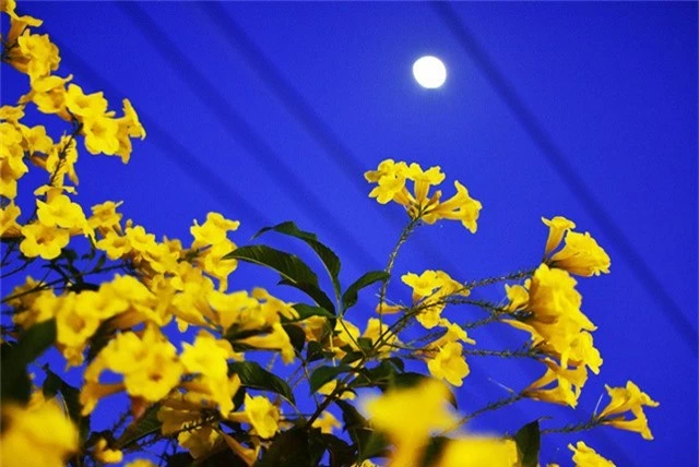 Hoa Chuông Vàng nổi bật dưới ánh trăng lên sớm