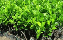 Clip:  Nông dân miền Bắc 'săn lùng' cây giống 'mít không hạt' cho năng suất cao