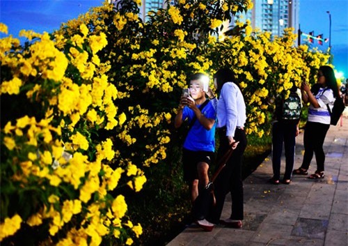 “Sửng sốt” với hàng hoa chuông vàng ở Thủ Thiêm