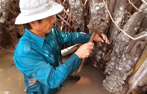 Len lỏi, lặn lội, dùng búa đục săn đặc sản “Viagra” dọc sông Cà Mau