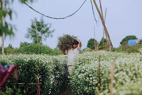 Cúc họa mi chớm nở phủ sắc trắng tinh khôi gọi đông về