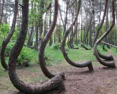 11 sự kiện kỳ lạ ít biết khiến bạn phải thốt lên kinh ngạc