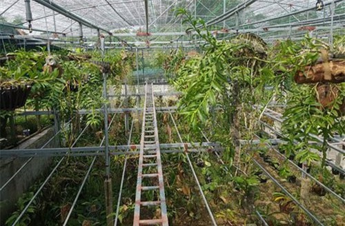 Phát hờn với vườn lan rừng tiền tỷ của thầy giáo trường làng