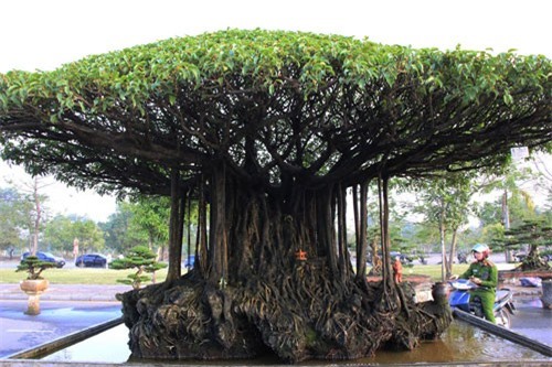Cây sanh 'Nhất Tọa Kinh Thiên' hơn 100 năm tuổi có gì đặc biệt mà được định giá 5 tỷ đồng?