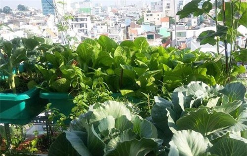 Sân thượng 'nhỏ mà có võ' xanh mướt mát rau sạch của mẹ đảm Sài Gòn