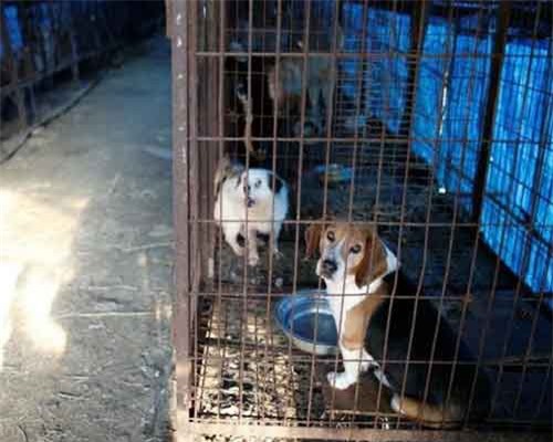 Hàn Quốc tiến hành phá bỏ cơ sở giết mổ chó lớn nhất đất nước