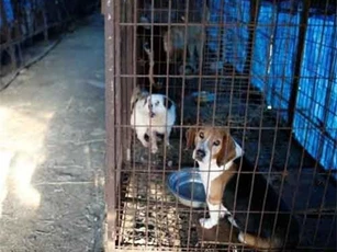 Hàn Quốc tiến hành phá bỏ cơ sở giết mổ chó lớn nhất đất nước