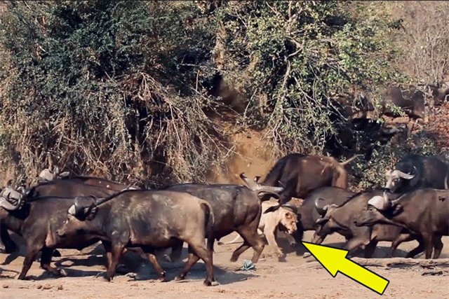 Vì đàn con, sư tử bất chấp tính mạng để săn trâu rừng