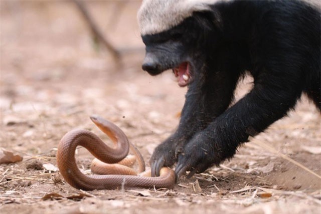 Clip: Cận cảnh màn ác chiến giữa rắn và lửng mật