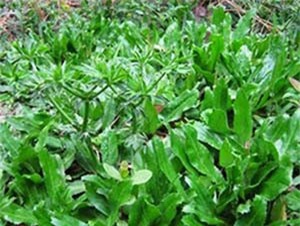 Công dụng thần kì từ rau mùi tàu ít người biêt