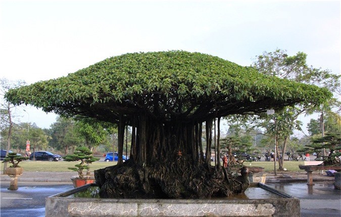 Mãn nhãn với Nhất Tọa Kinh Thiên hơn 100 năm tuổi, giá hơn 5 tỷ đồng - Ảnh 10. Mãn nhãn với Nhất Tọa Kinh Thiên hơn 100 năm tuổi, giá hơn 5 tỷ đồng - Ảnh 10.
