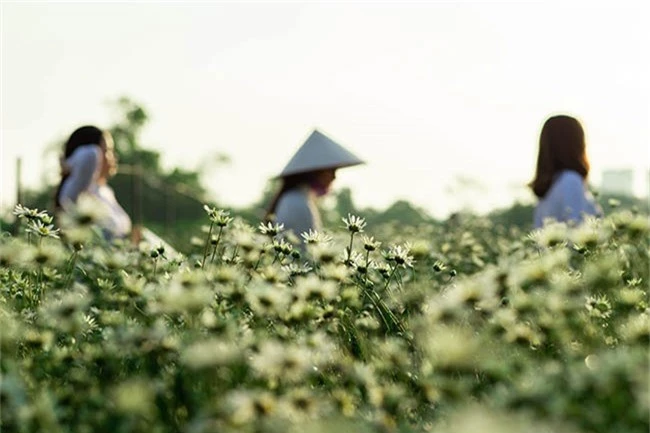 cuc hoa mi chom no phu sac trang tinh khoi goi dong ve hinh anh 8