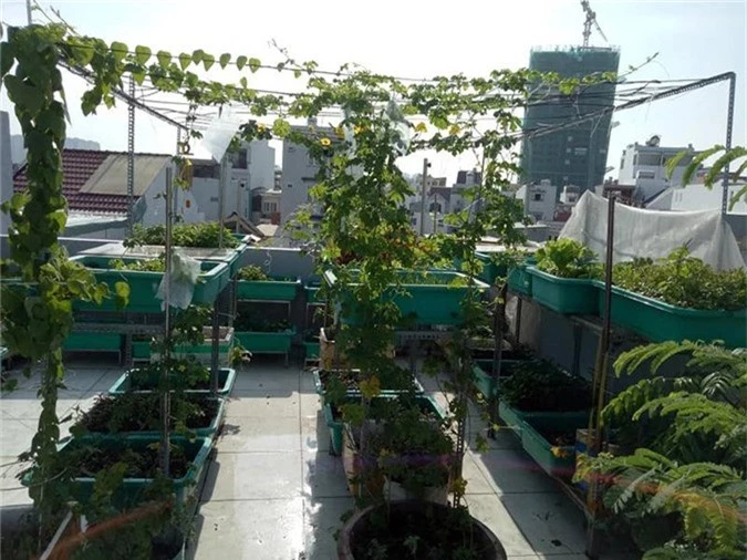 Sân thượng nhỏ mà có võ xanh mướt mát rau sạch của mẹ đảm Sài Gòn-1