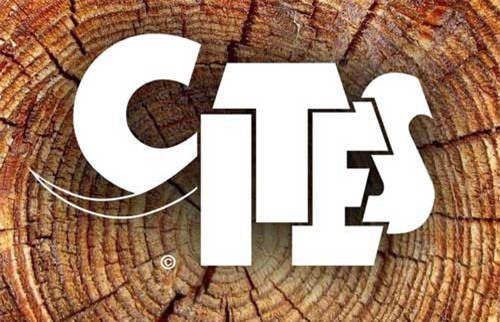 Hướng dẫn nộp Giấp phép CITES khi xuất khẩu, tái xuất hàng hóa