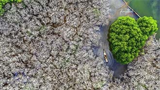 Vẻ đẹp 'ma mị' của rừng Rú Chá thu hút khách du lịch