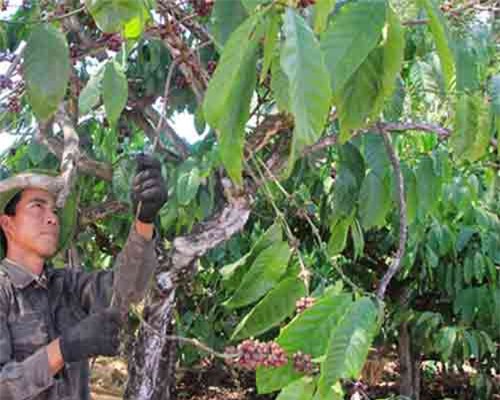 Gia Lai mất mùa cà phê, nông dân thất thu nghìn tỷ đồng