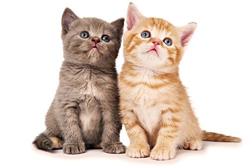 Dự đoán ngày mới (24/11) cho 12 con giáp: Tuổi Dần bất ngờ, tuổi Mão tài chính đi lên