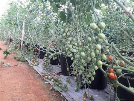 Lâm Đồng: Phát triển mạnh nông nghiệp công nghệ cao