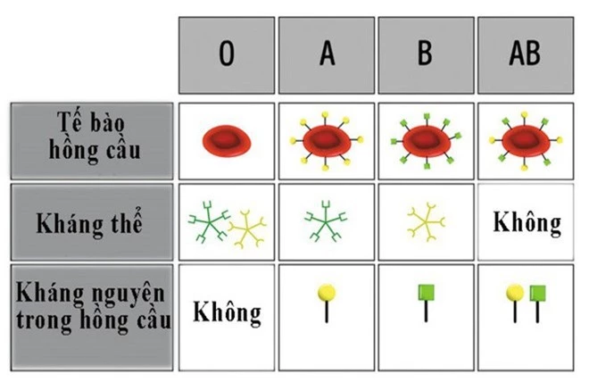 8 điều người nhóm máu O nên biết-2