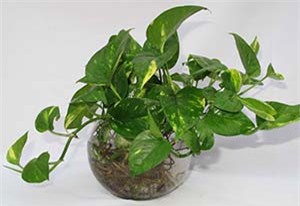 9 bài thuốc hay trị sỏi thận hiệu quả