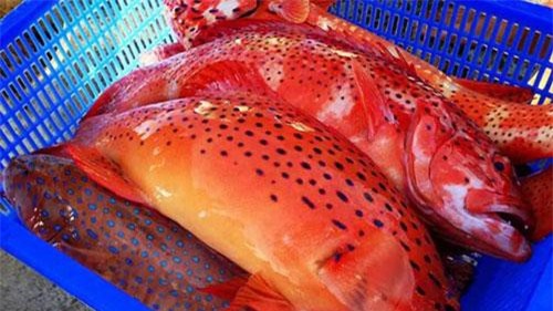 Mục sở thị cá mú đỏ triệu đồng/kg "hút" nhà giàu Việt