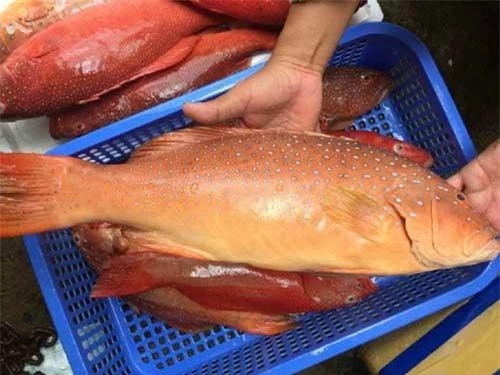 Trong khi đó, loại cá mú đỏ đông lạnh loại nhỏ dưới 1,5kg/kg, giá dao động từ 300.000 - 400.000 đồng/kg. Ảnh: Daohaisan.