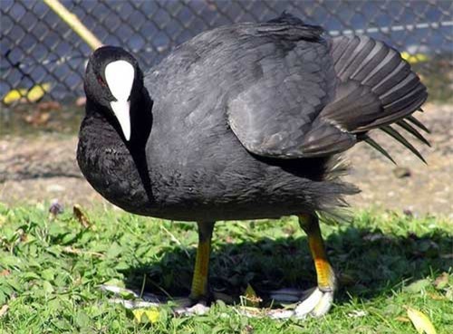 Chim sâm cầm - món ăn giá tiền triệu có gì đặc biệt?