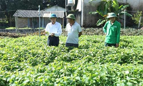 Trồng cây ăn lá, bán loài có hương, nông dân phất lên trông thấy