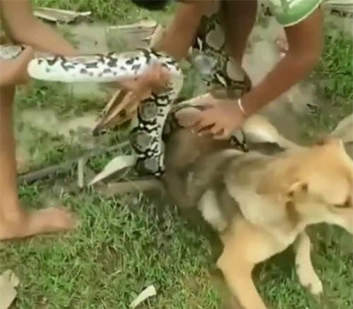 Clip: Giải cứu chó nhà đang bị trăn siết định ăn thịt