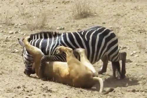Phản đòn ngoạn mục, ngựa vằn thoát khỏi nanh vuốt sư tử