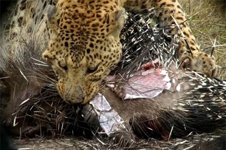 Clip: Báo hoa mai trả giá đắt khi săn nhím