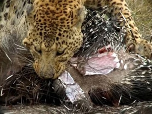 Clip: Báo hoa mai trả giá đắt khi săn nhím