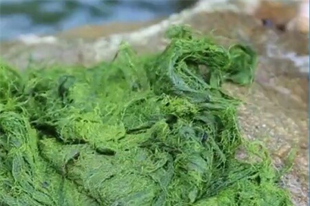 Clip: Đặc sản 'rêu đá' Tây Bắc không phải ai cũng dám thử