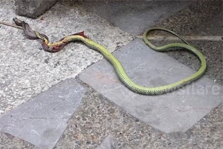 Clip: 'Kinh dị' cảnh rắn vẫn quằn quại dù bị 'nướng sống' nửa người