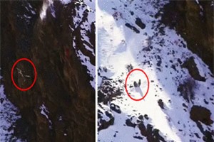 Clip: 'Nghẹt thở' với màn rượt đuổi của báo tuyết và sơn dương trên đỉnh núi Himalaya