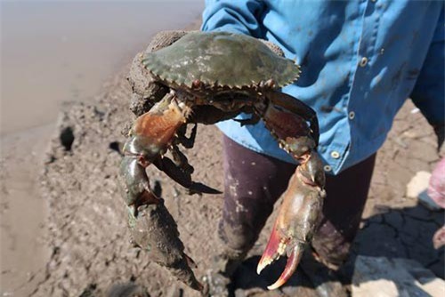 Về Quảng Yên thưởng thức đặc sản ngon cua biển đặc biệt khó cưỡng