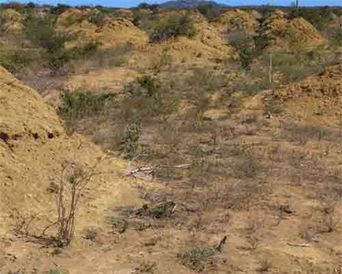 Mối xây dựng 'đế chế' 3800 tuổi, diện tích to hơn nước Anh