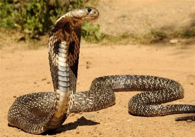 Rắn được xem là biểu tượng của sự bất tử ở Ấn Độ. Chính vì vậy mà người dân Ấn Độ đặc biệt tôn sùng loài vật này. Họ cũng thành lập những tổ chức bảo vệ rắn tại các địa phương. 