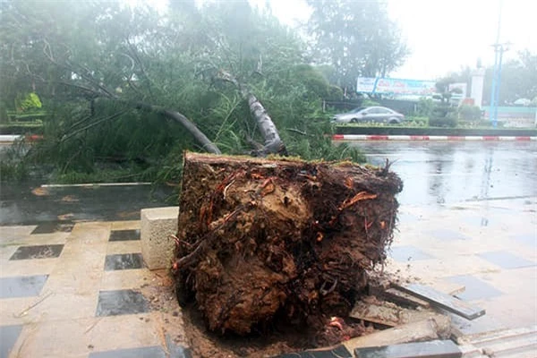 Trang Facebook Vũng Tàu cũng đăng tải hình ảnh gốc cây bị lật đổ, đồng thời cập nhật thông tin bão số 9 để người dân phòng tránh.