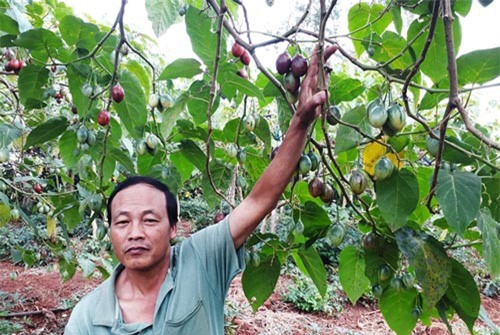 Sạt nghiệp vì trồng cây Magic S