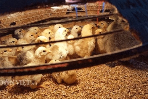 Clip: Cho gà xếp hình trái tim, chàng nông dân khiến cư dân mạng thích thú