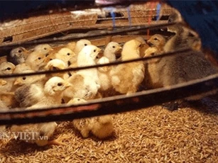 Clip: Cho gà xếp hình trái tim, chàng nông dân khiến cư dân mạng thích thú