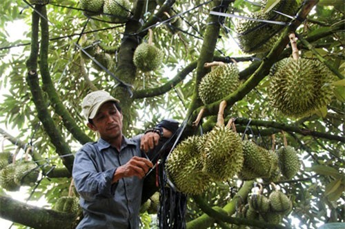 BẢN TIN TÀI CHÍNH-KINH DOANH: Nhà vườn sầu riêng điêu đứng vì thương lái ngừng mua, VinFast sắp ra mắt thị trường phía Nam