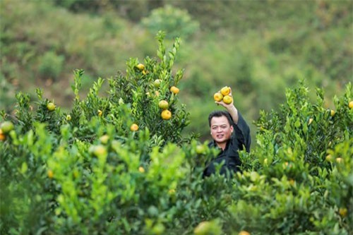 Dân Pa Dí thu nhập hàng trăm triệu nhờ bán quýt ngọt qua mạng