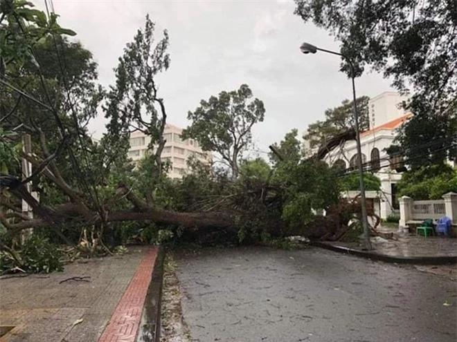 Theo tài khoản Hồ Mỹ Duyên, nhiều cây cổ thụ lớn bật gốc, đổ ngang đường ở Bà Rịa - Vũng Tàu.