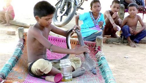 Bé 7 tuổi ngủ, chơi, tắm cùng và massage cho rắn hổ mang kịch độc