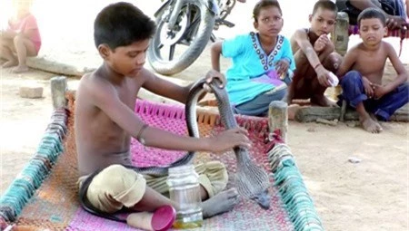 Cậu bé Devesh Adivasi gây kinh ngạc khi có những người bạn rắn thân thiết