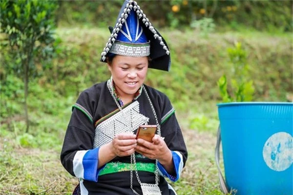 Dân Pa Dí thu nhập hàng trăm triệu nhờ bán quýt ngọt qua mạng